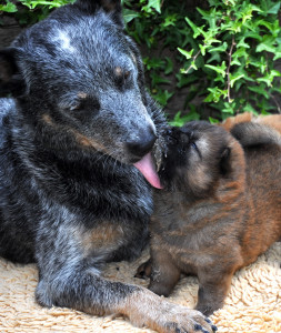 Australian cattle dog Naava with chow chow